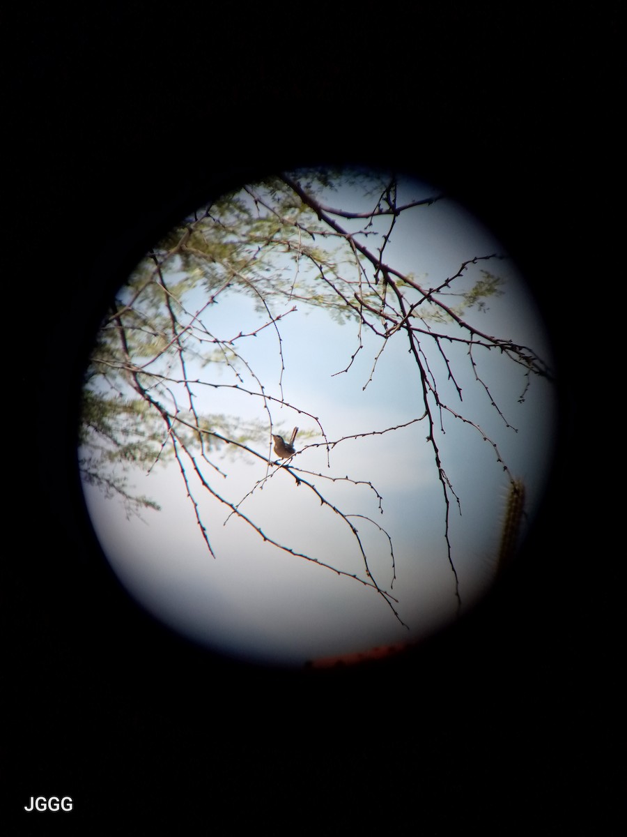 leskot tropický - ML645233179