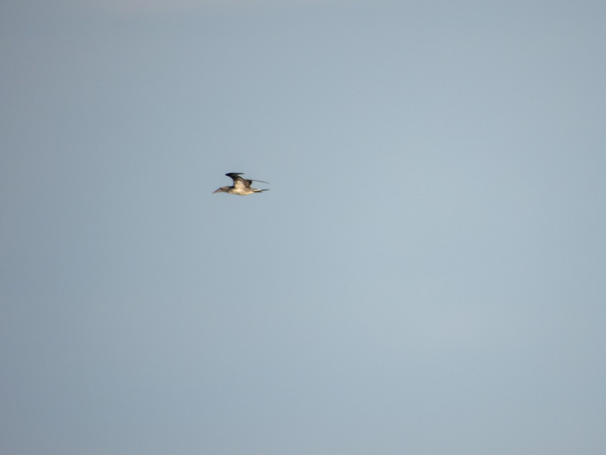 Northern Gannet - ML645233195