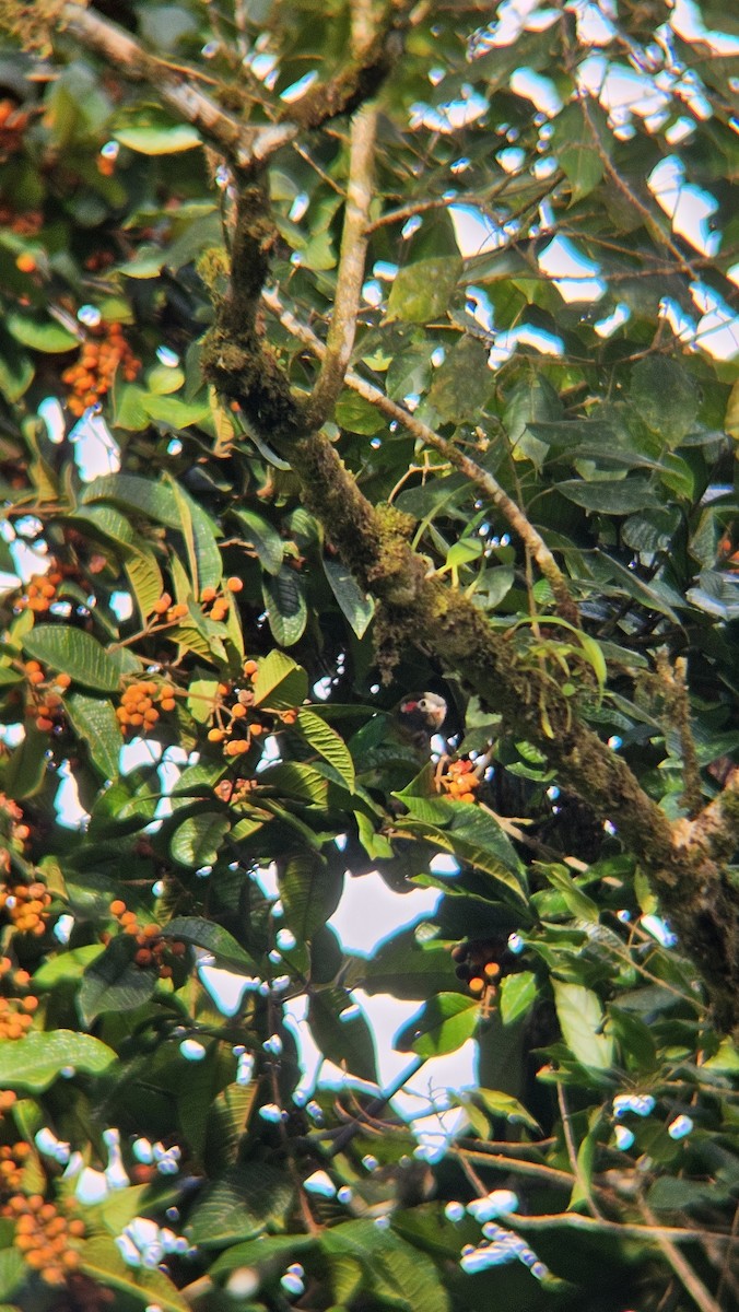 amazónek hnědohlavý - ML645233196