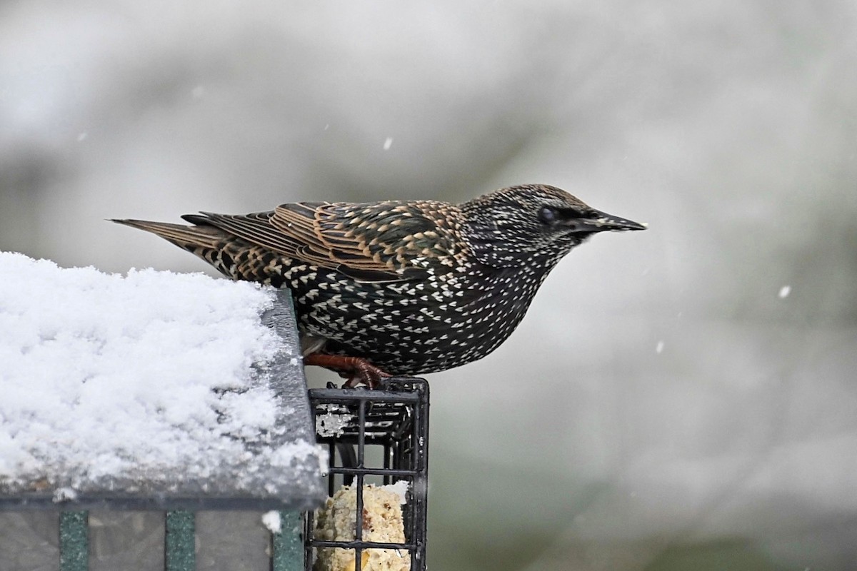 Arabazozo pikarta - ML645233202