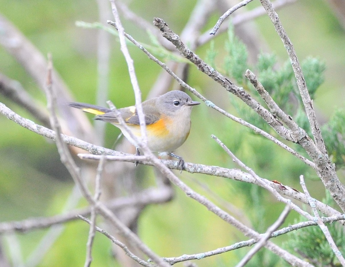 American Redstart - ML645233204
