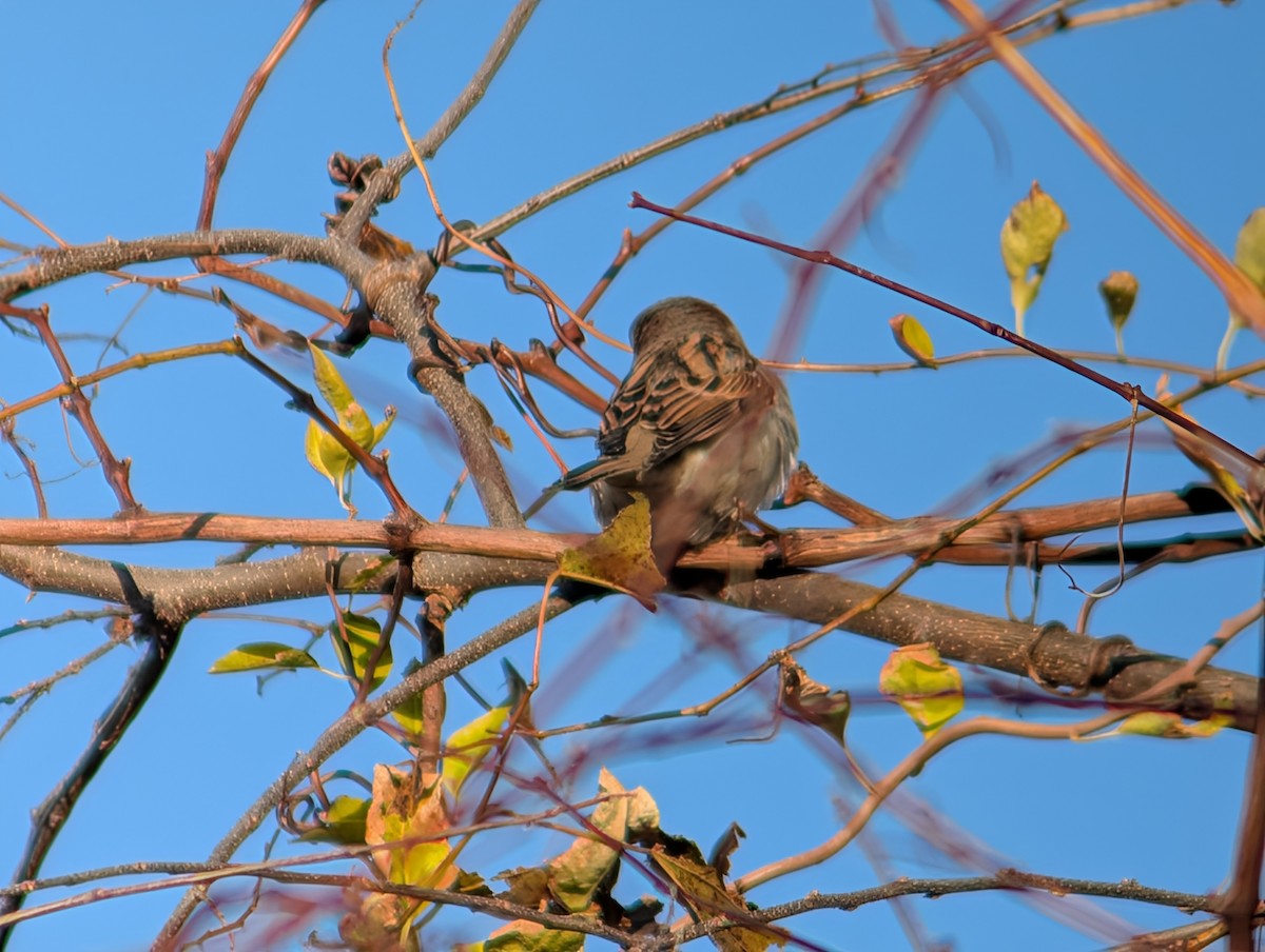 House Sparrow - ML645233229