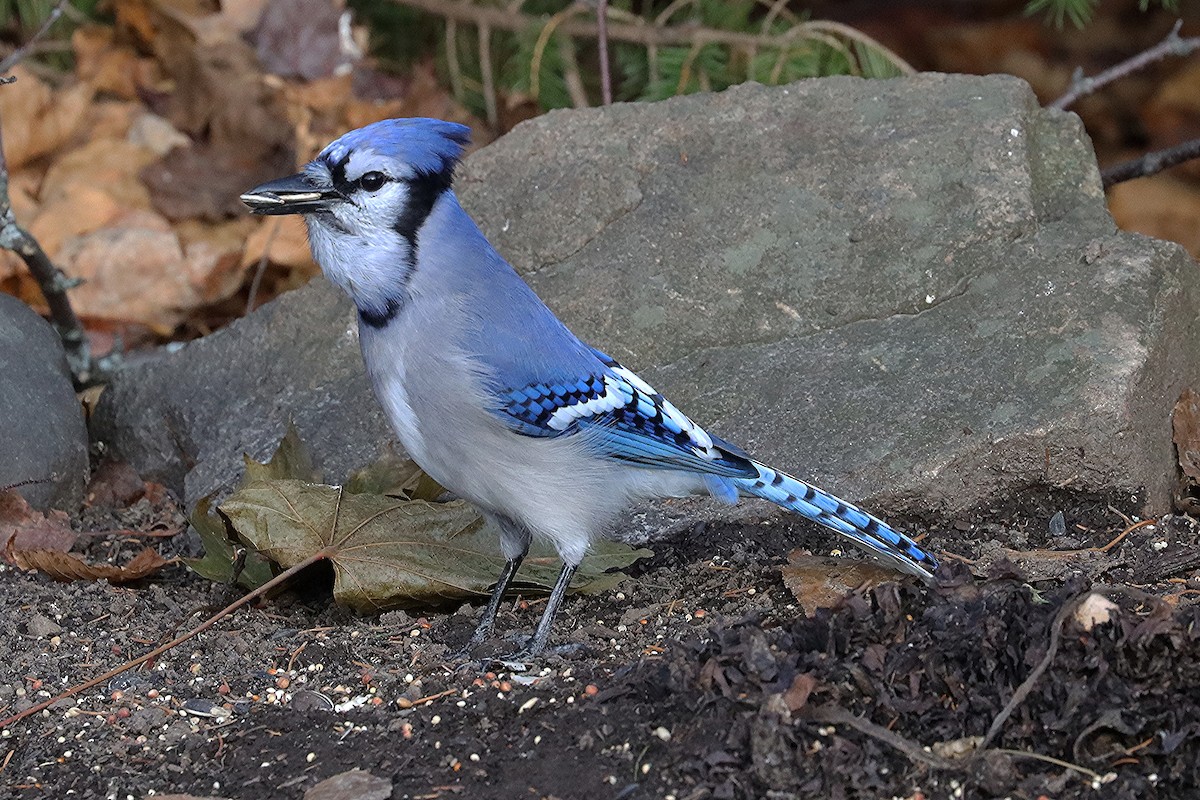 Blue Jay - ML645233233