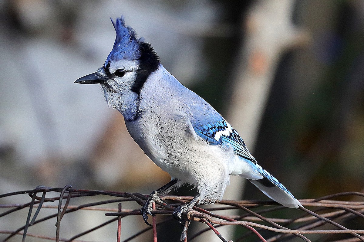 Blue Jay - ML645233234