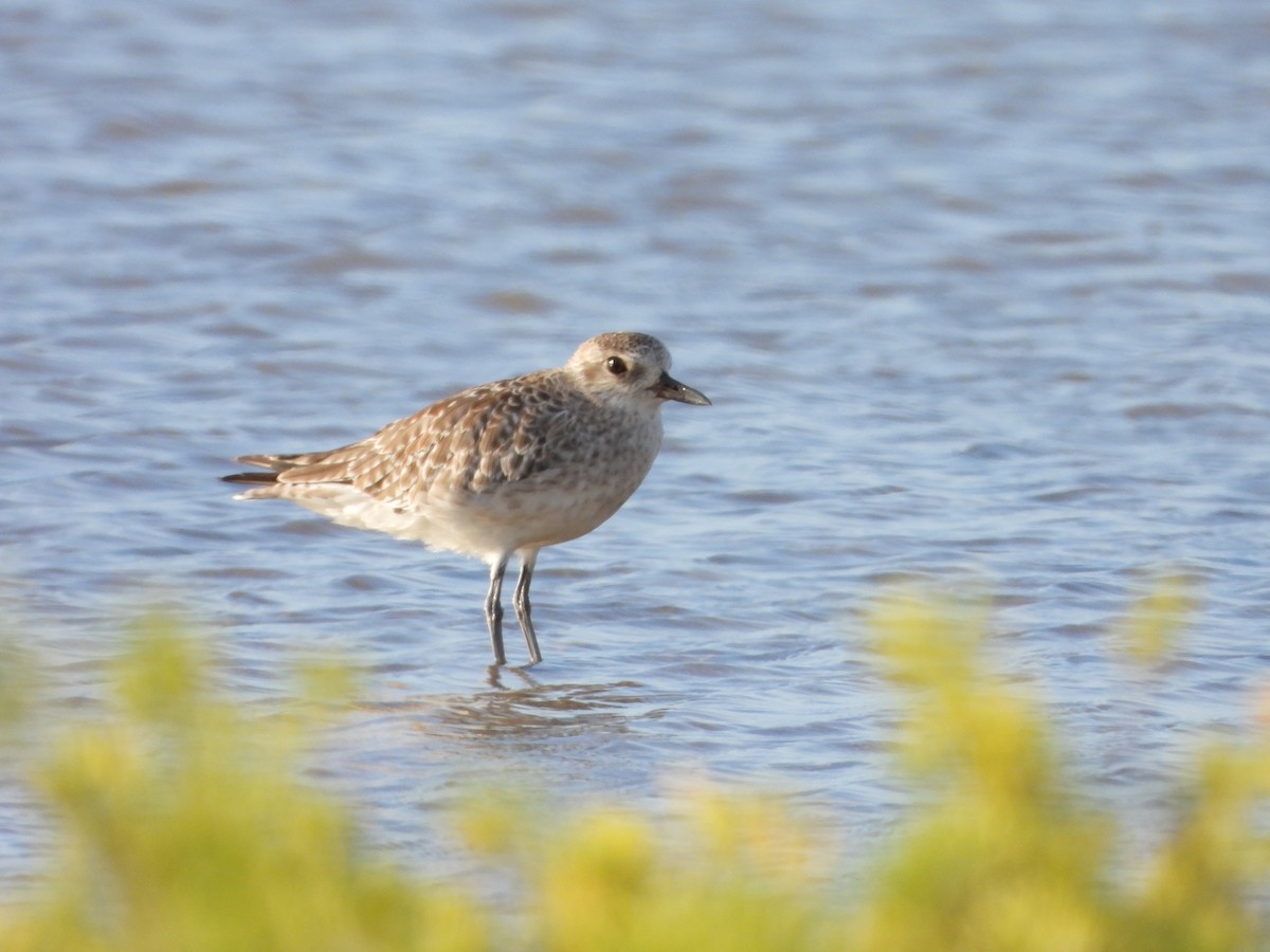 ダイゼン - ML645233235