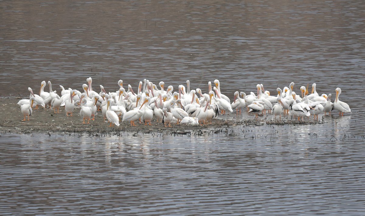 Amerika Pelikanı - ML645233249