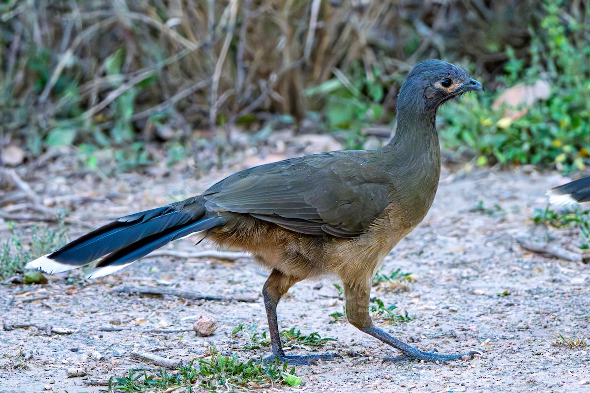 Plain Chachalaca - ML645233251
