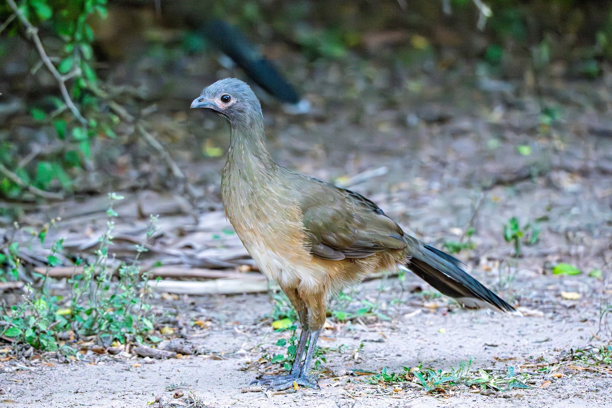 Plain Chachalaca - ML645233252