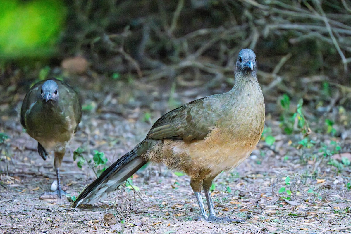 Plain Chachalaca - ML645233253