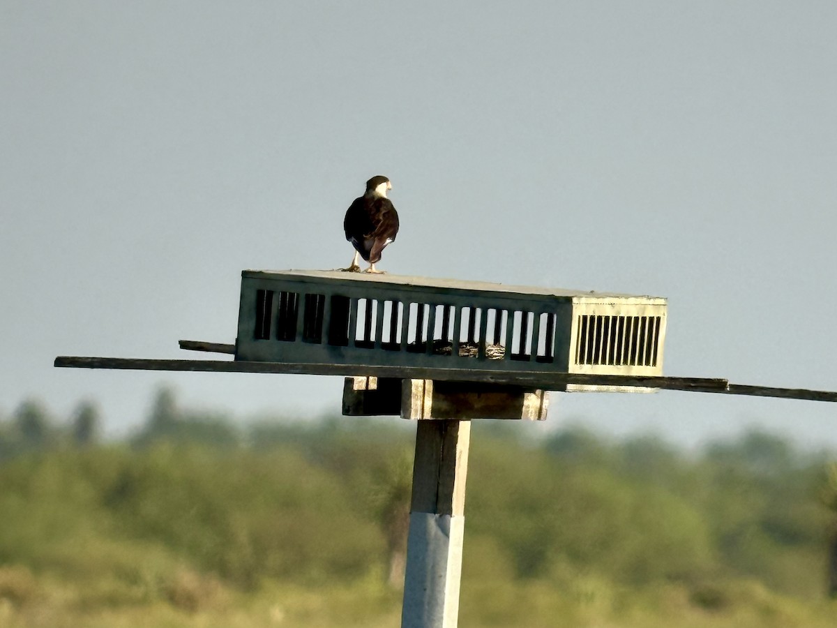 Schopfkarakara (Nordkarakara) - ML645233256