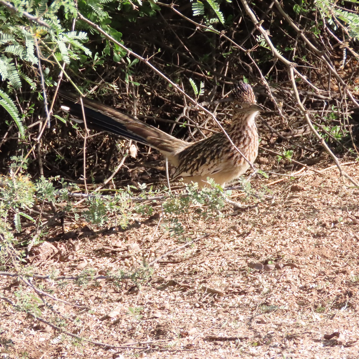 Wegekuckuck - ML645233260