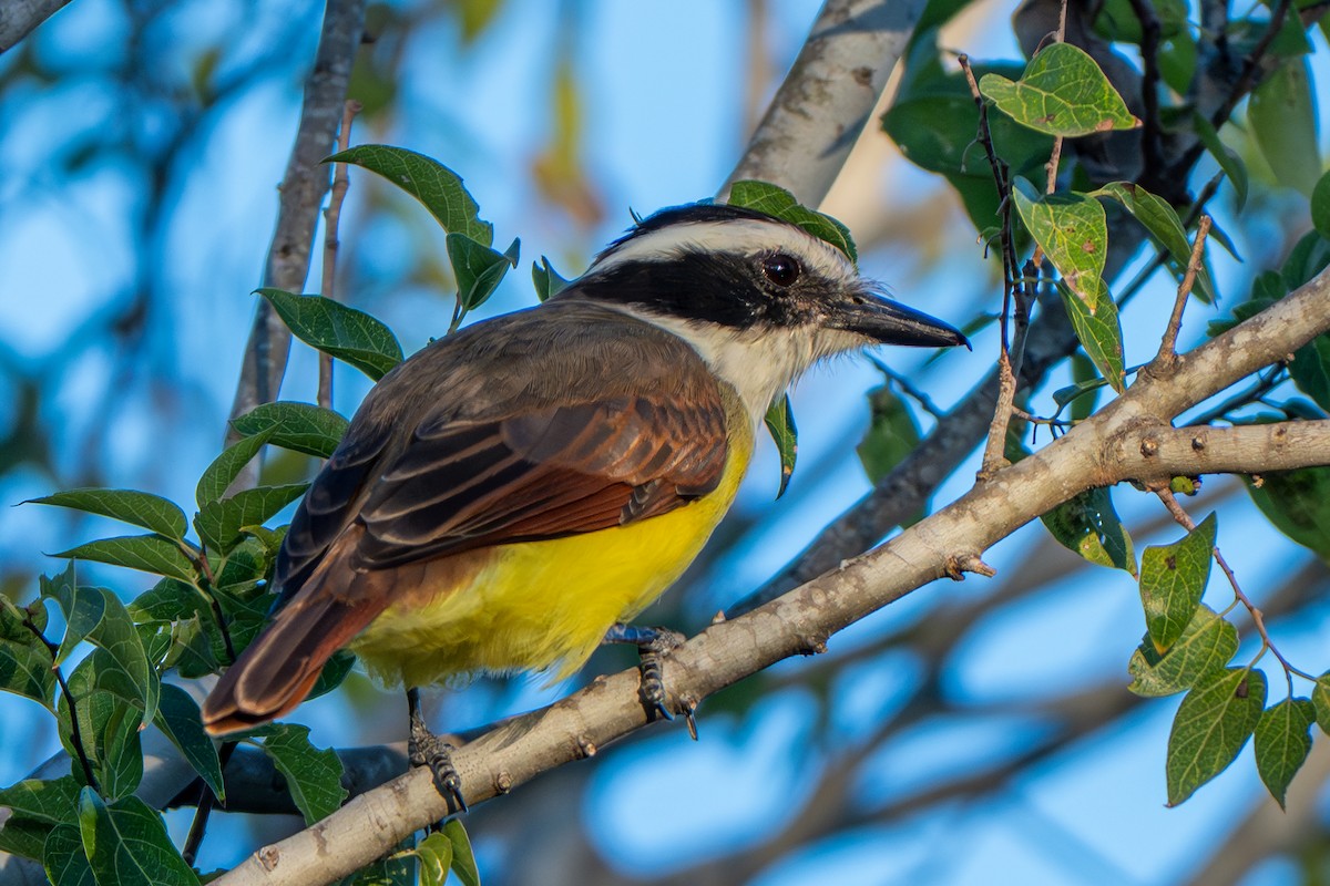 Great Kiskadee - ML645233261