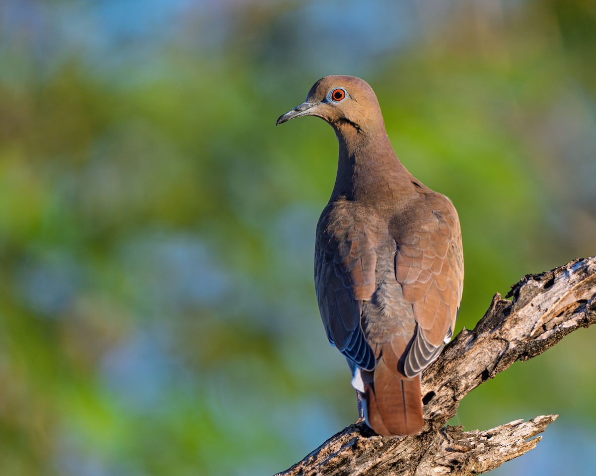 White-winged Dove - ML645233264