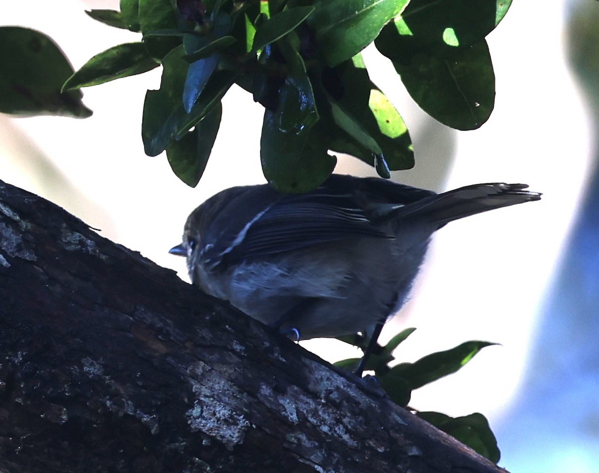 Kauai Elepaio - ML645233270