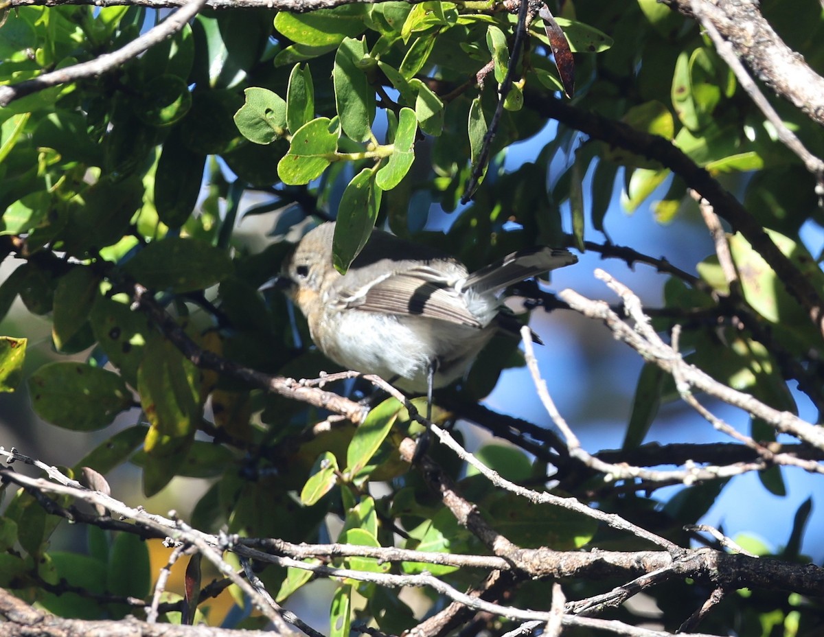 Kauai Elepaio - ML645233271