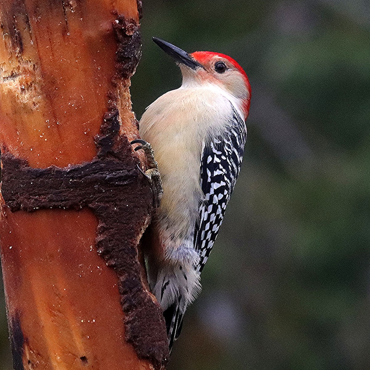 Red-bellied Woodpecker - ML645233276