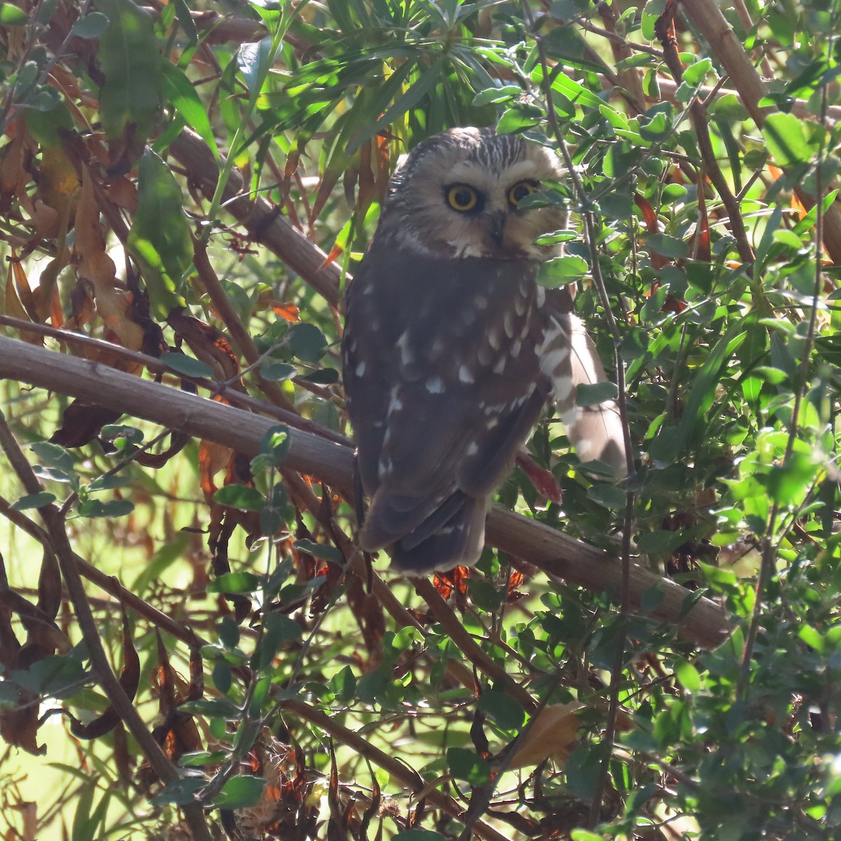 Sägekauz - ML645233277