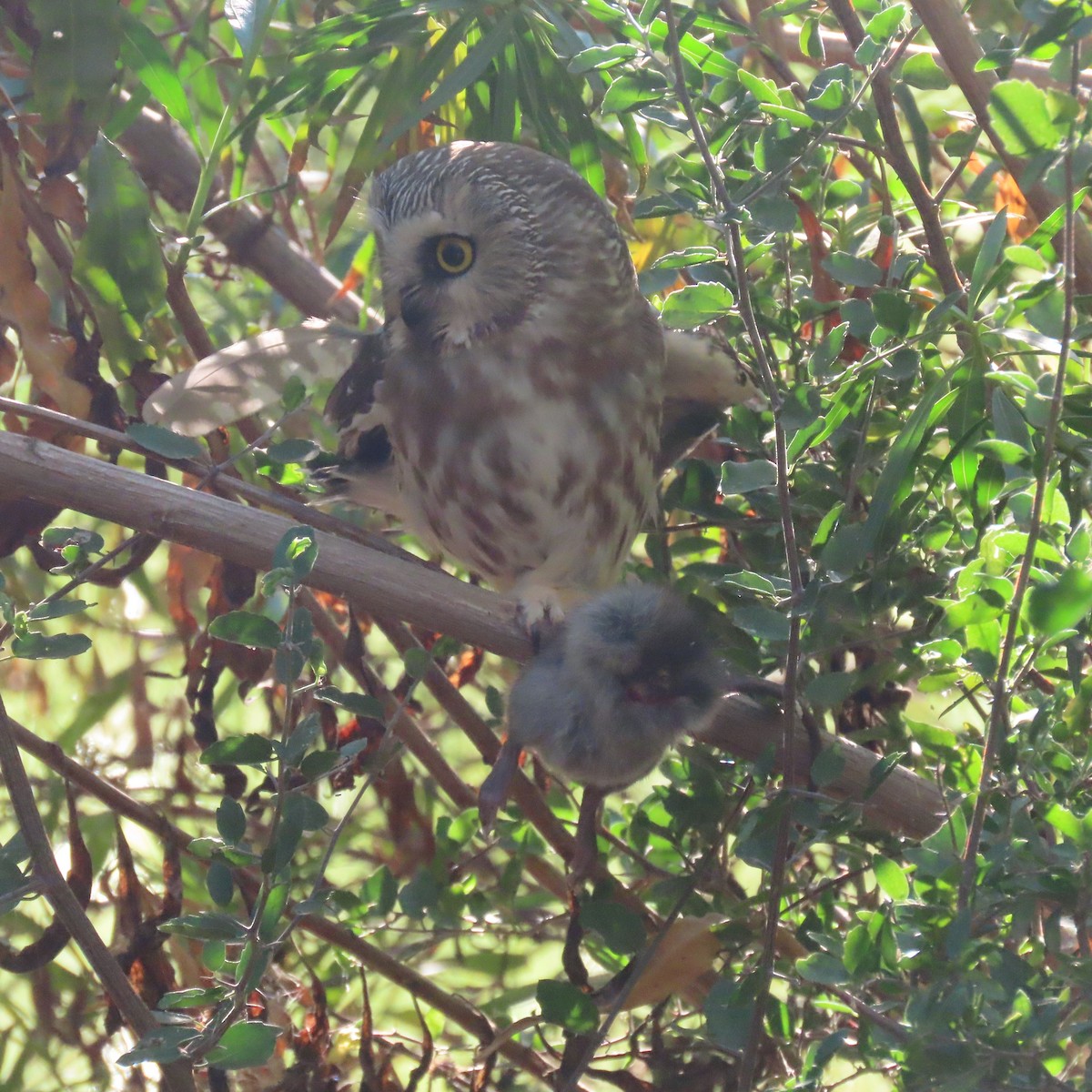 Sägekauz - ML645233278