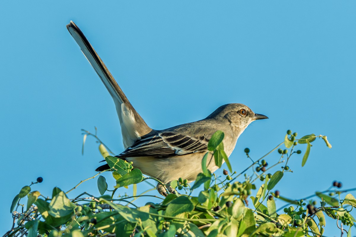 Northern Mockingbird - ML645233282