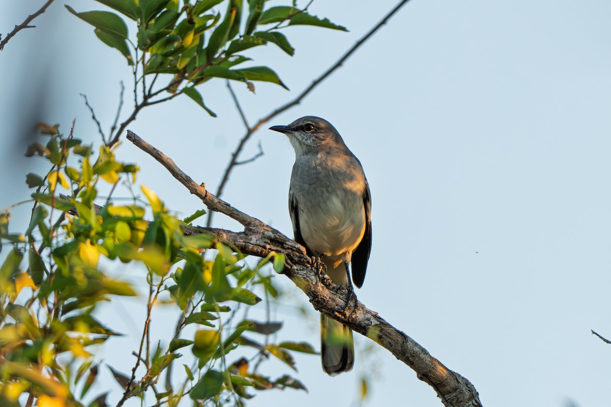 Northern Mockingbird - ML645233283