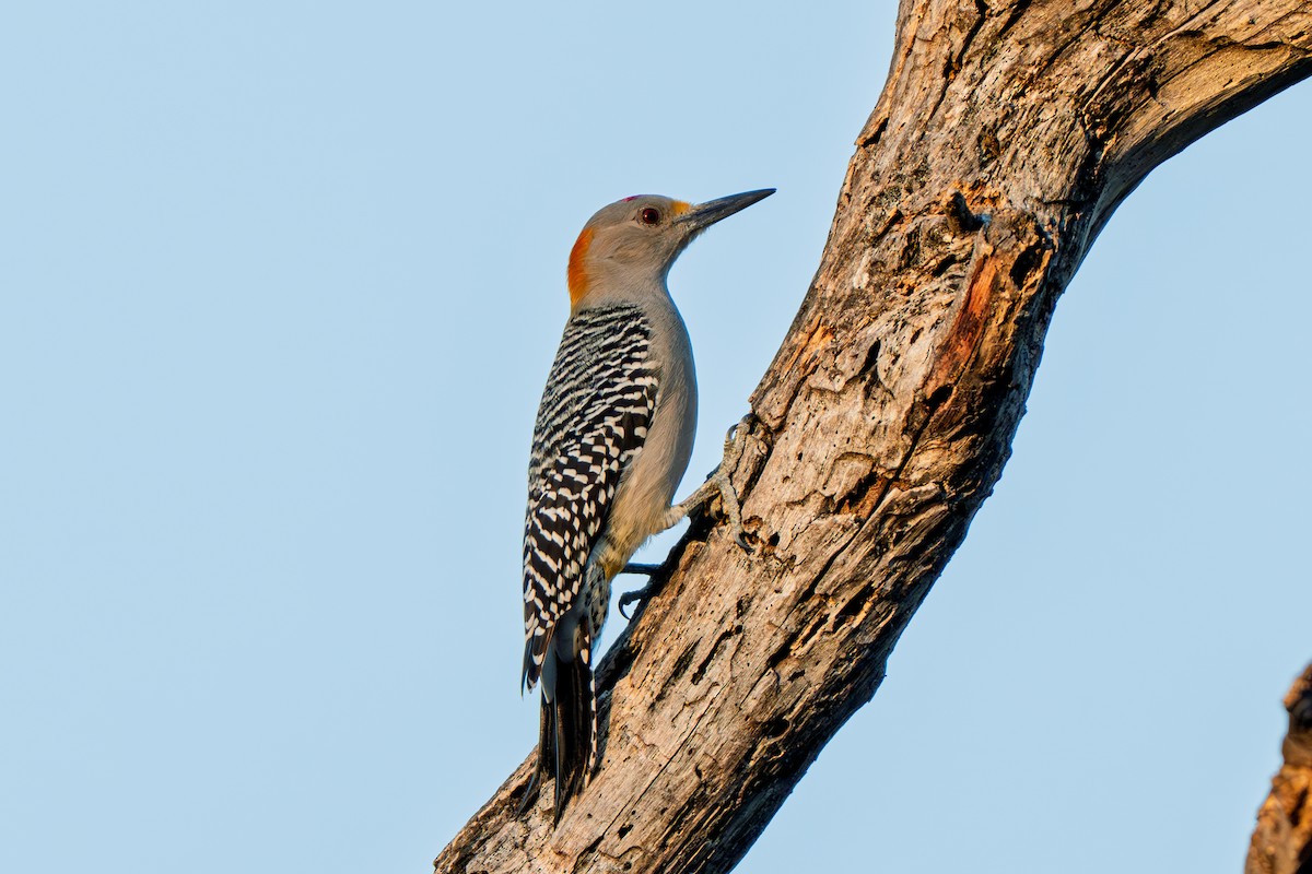 Golden-fronted Woodpecker - ML645233287