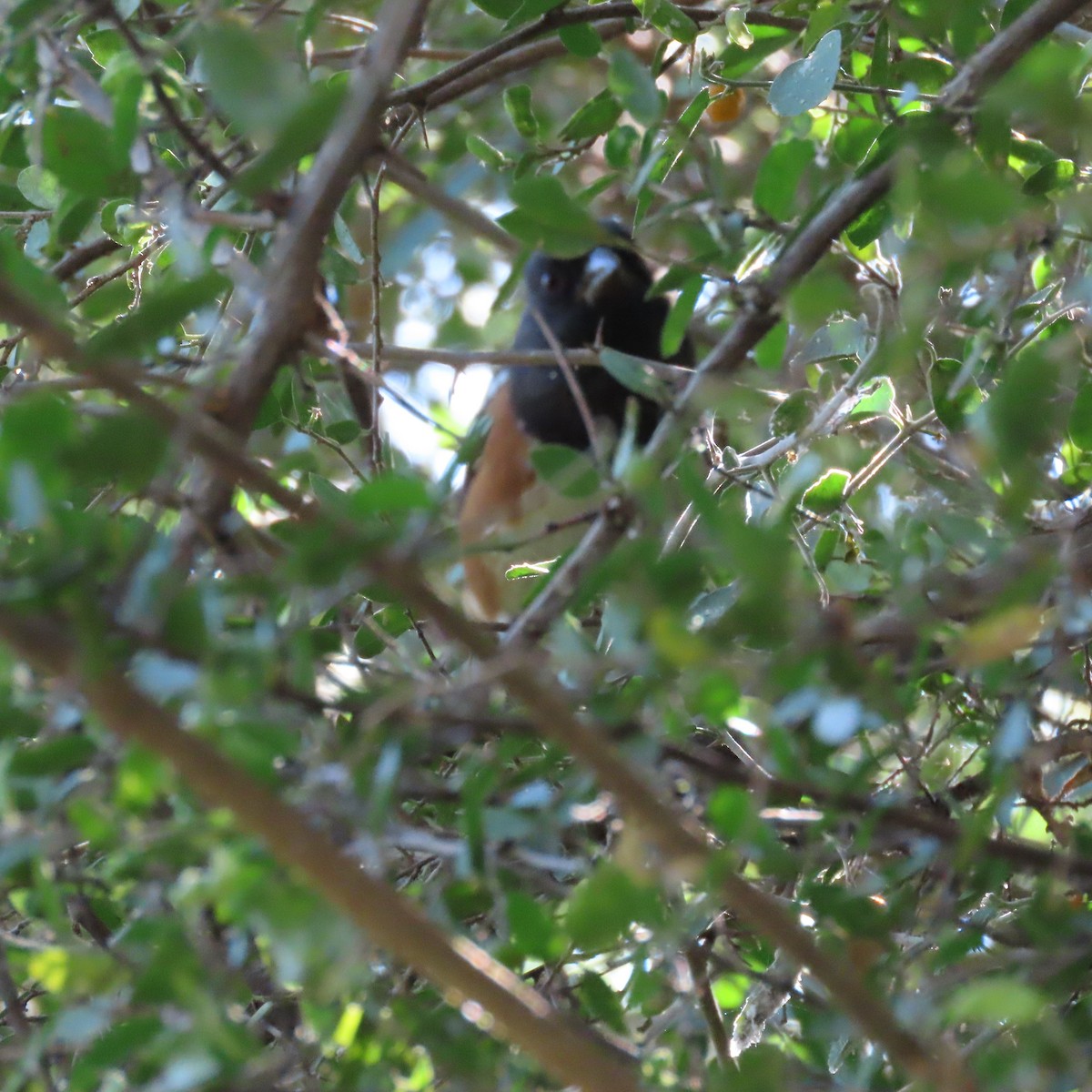 Fleckengrundammer - ML645233298