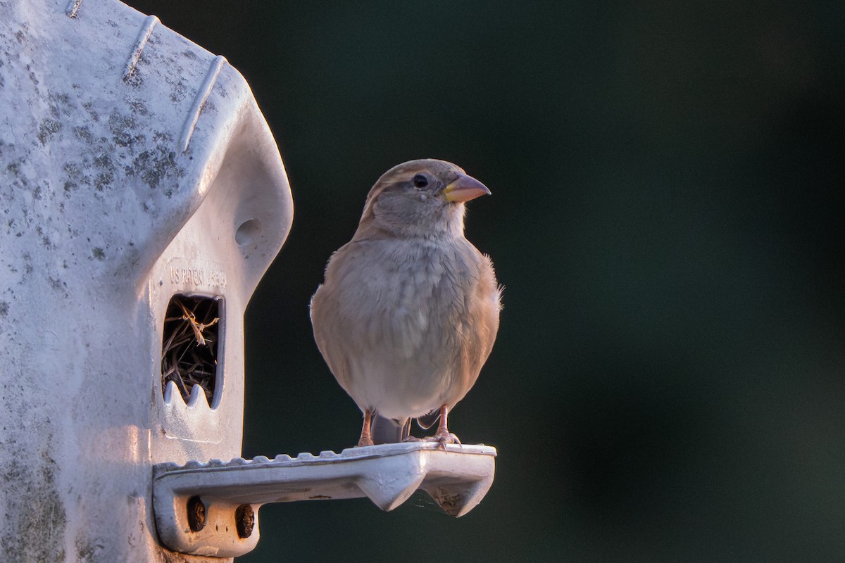 House Sparrow - ML645233299