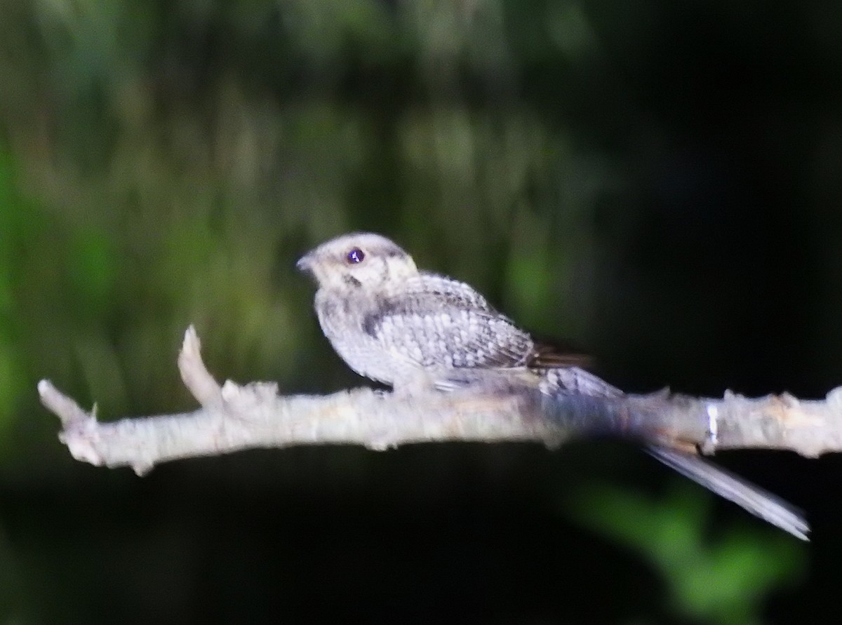 lelek nůžkoocasý - ML645233301