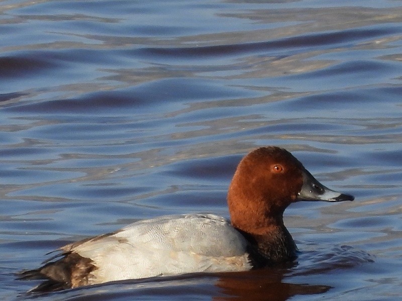 Common Pochard - ML645233302