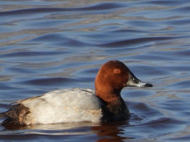 Common Pochard - ML645233303