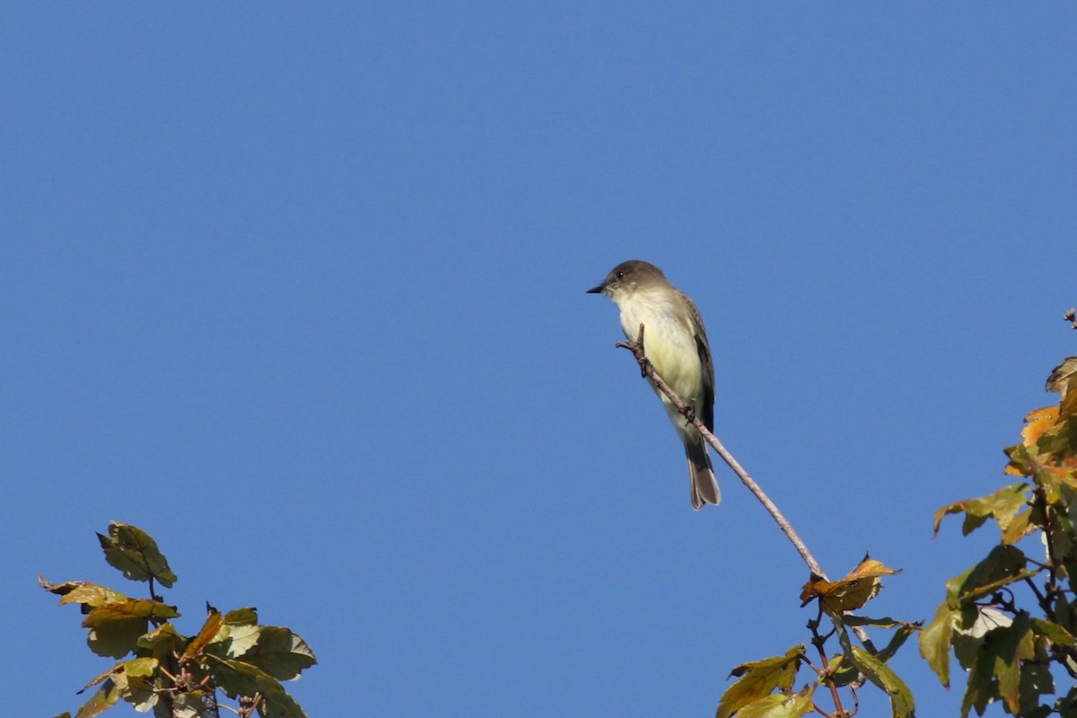 Weißbauch-Phoebetyrann - ML645233306