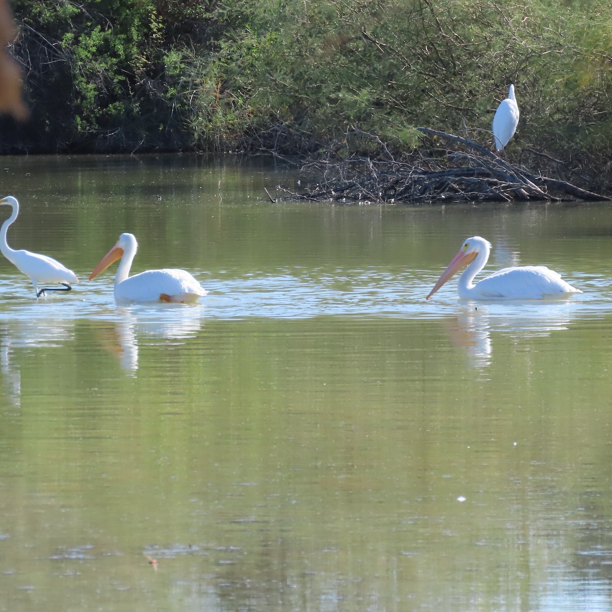 Amerika Pelikanı - ML645233310