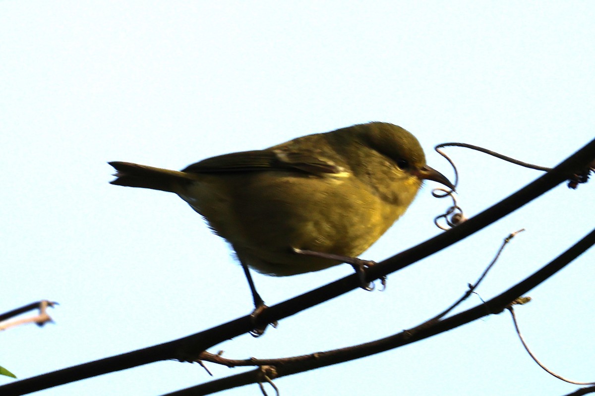 Hawaii Amakihi - ML645233311