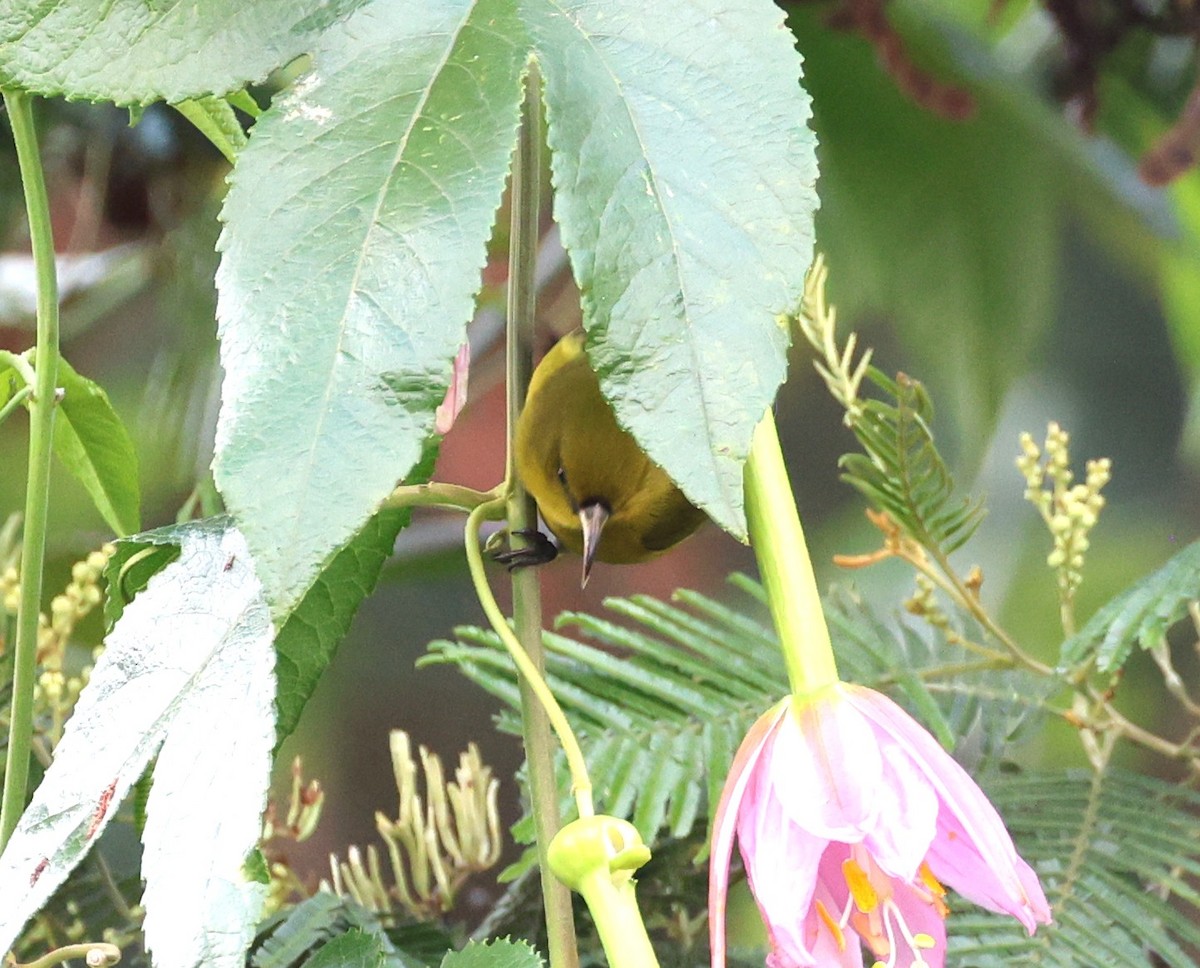 Hawaii Amakihi - ML645233312