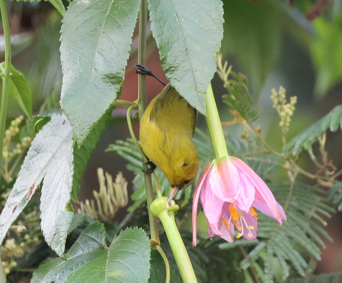 Hawaii Amakihi - ML645233313