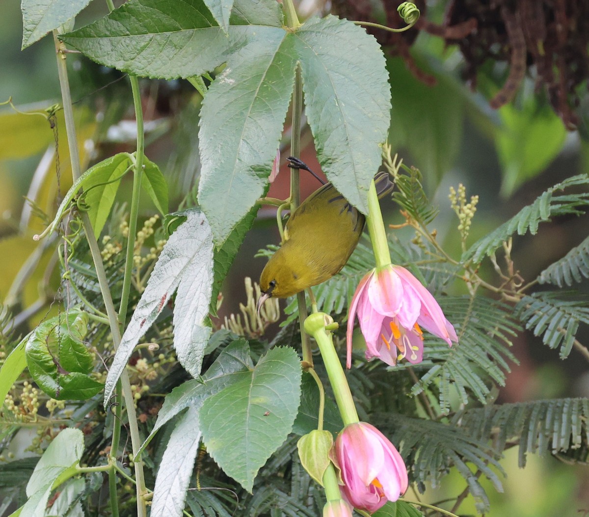 Hawaii Amakihi - ML645233314