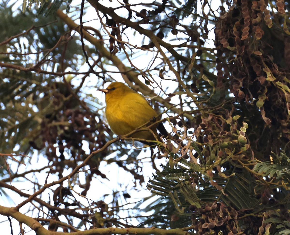 Hawaii Amakihi - ML645233315