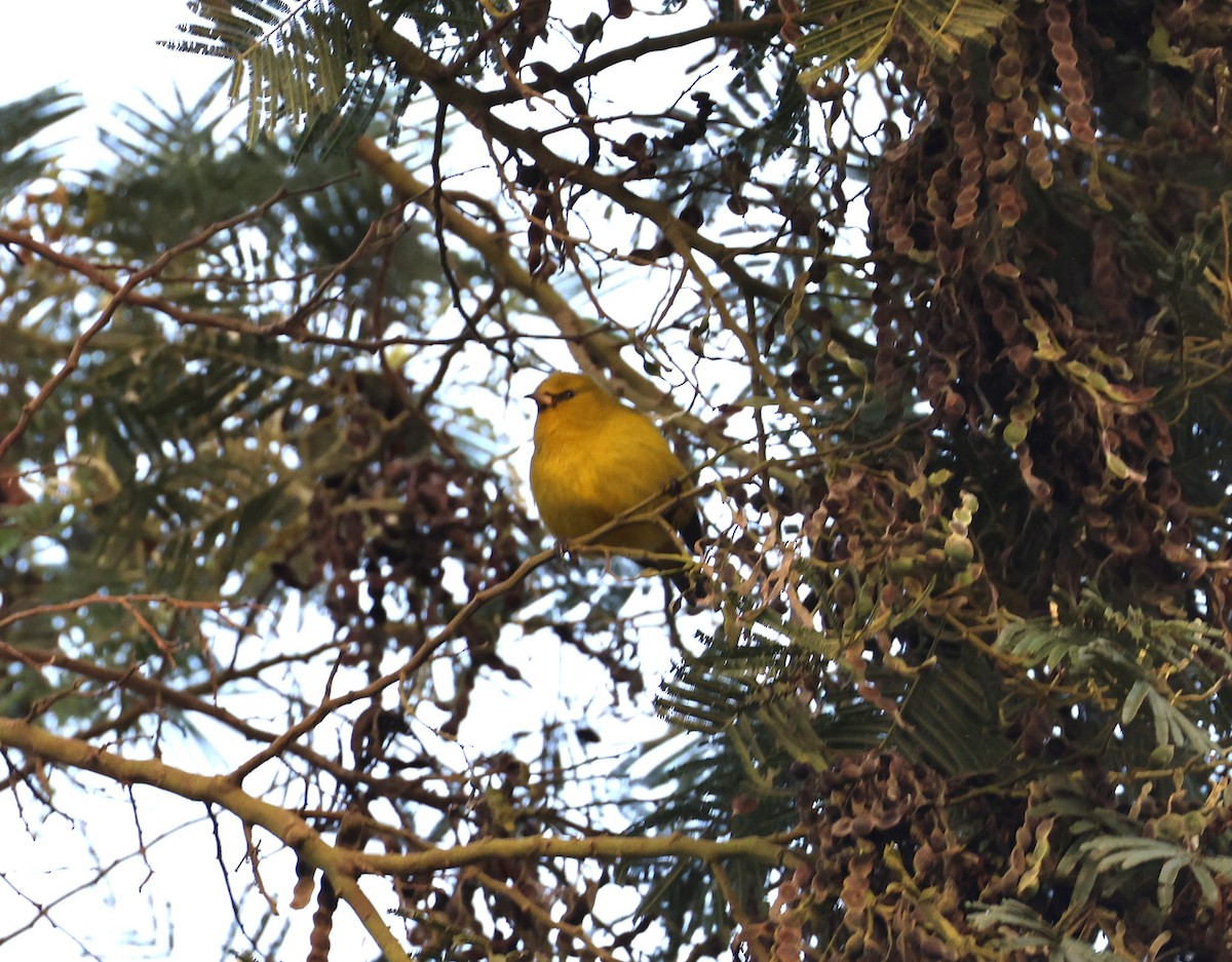 Hawaii Amakihi - ML645233316