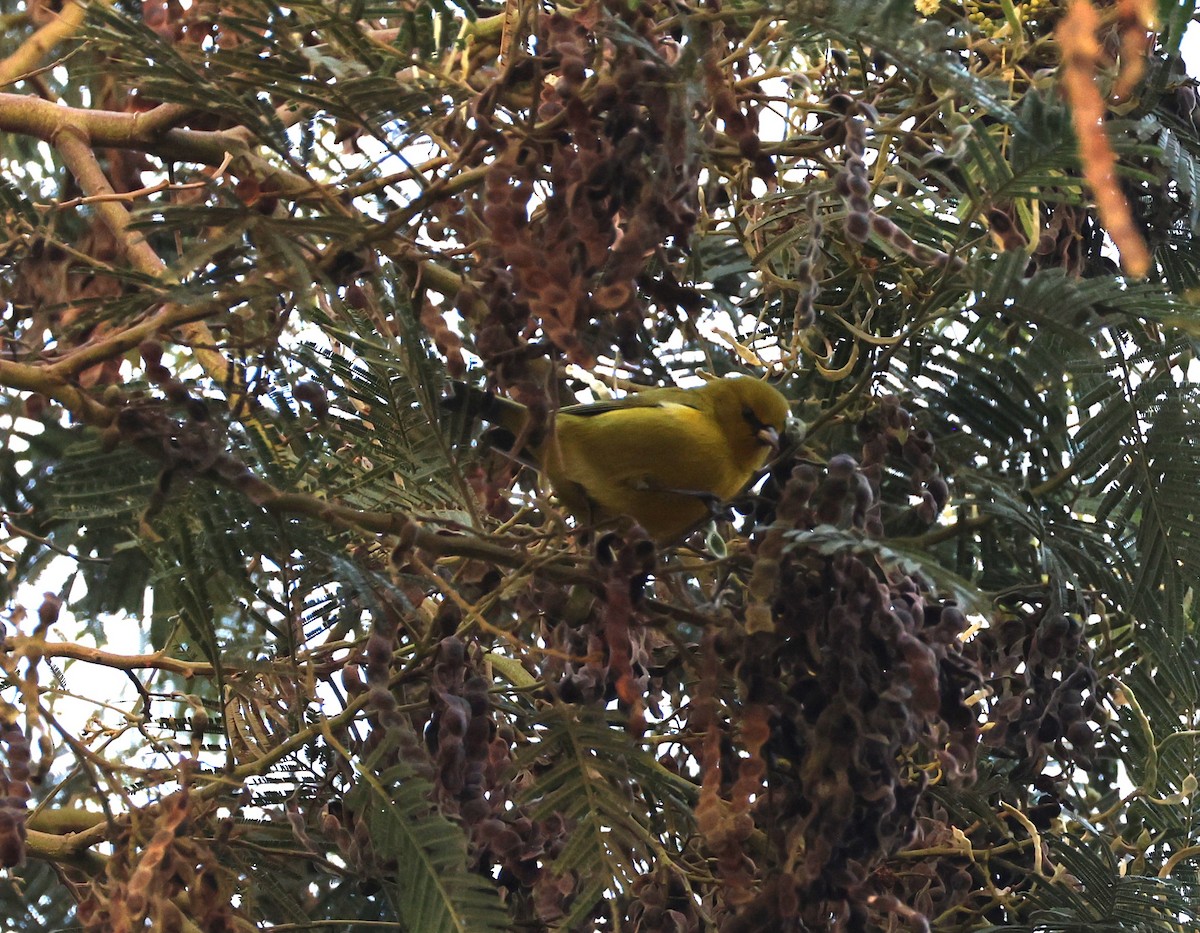 Hawaii Amakihi - ML645233317