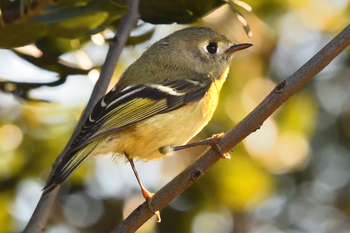 ルビーキクイタダキ - ML645233325