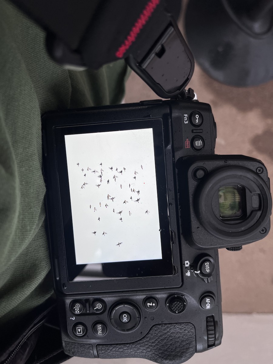 Cedar Waxwing - ML645233329