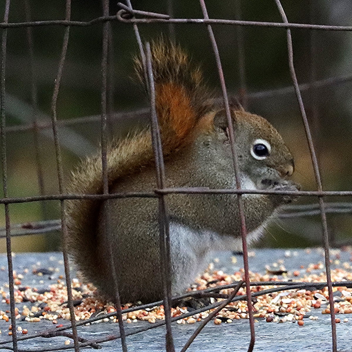 Animals - ML645233330