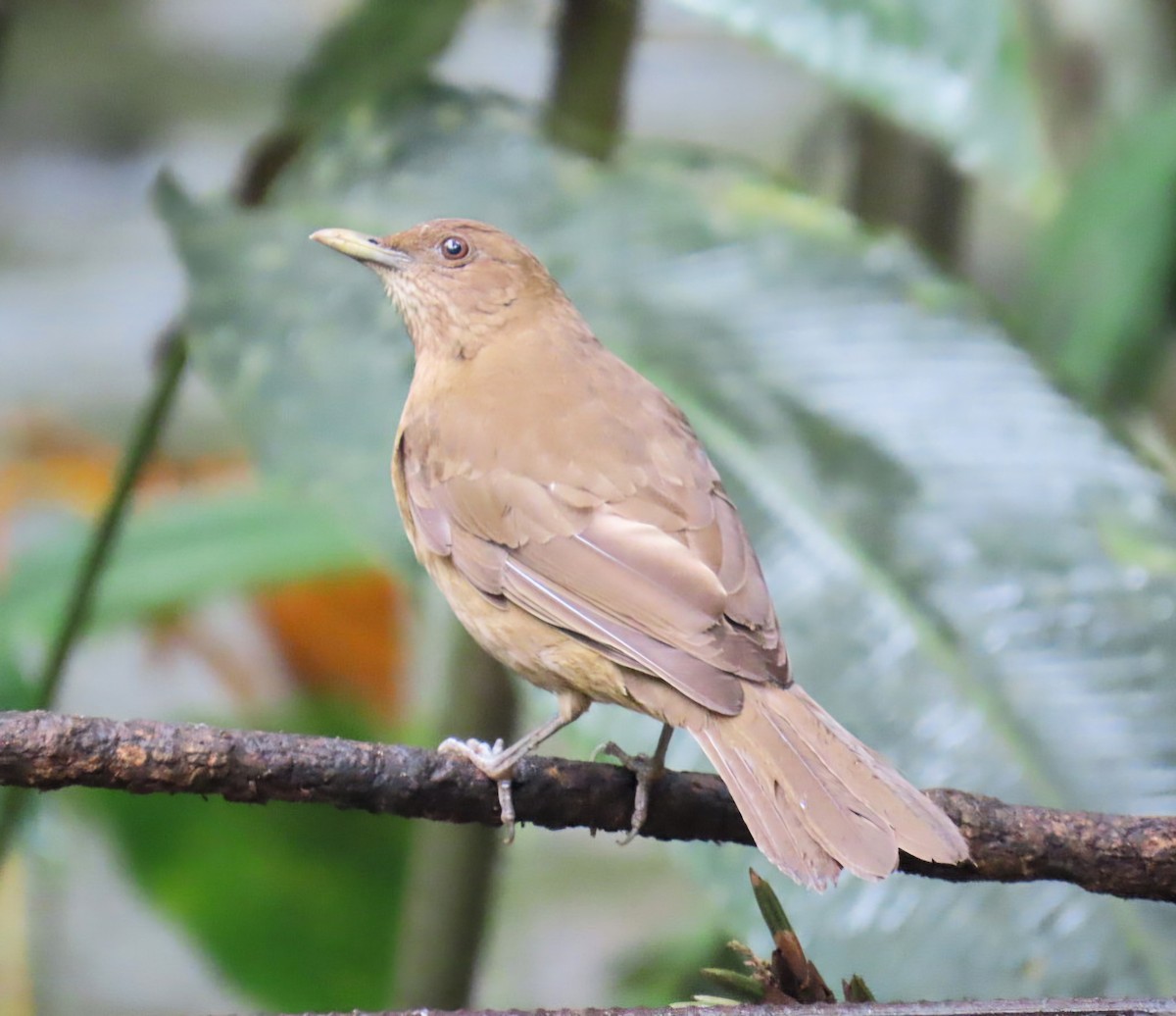 Merle fauve - ML645233333