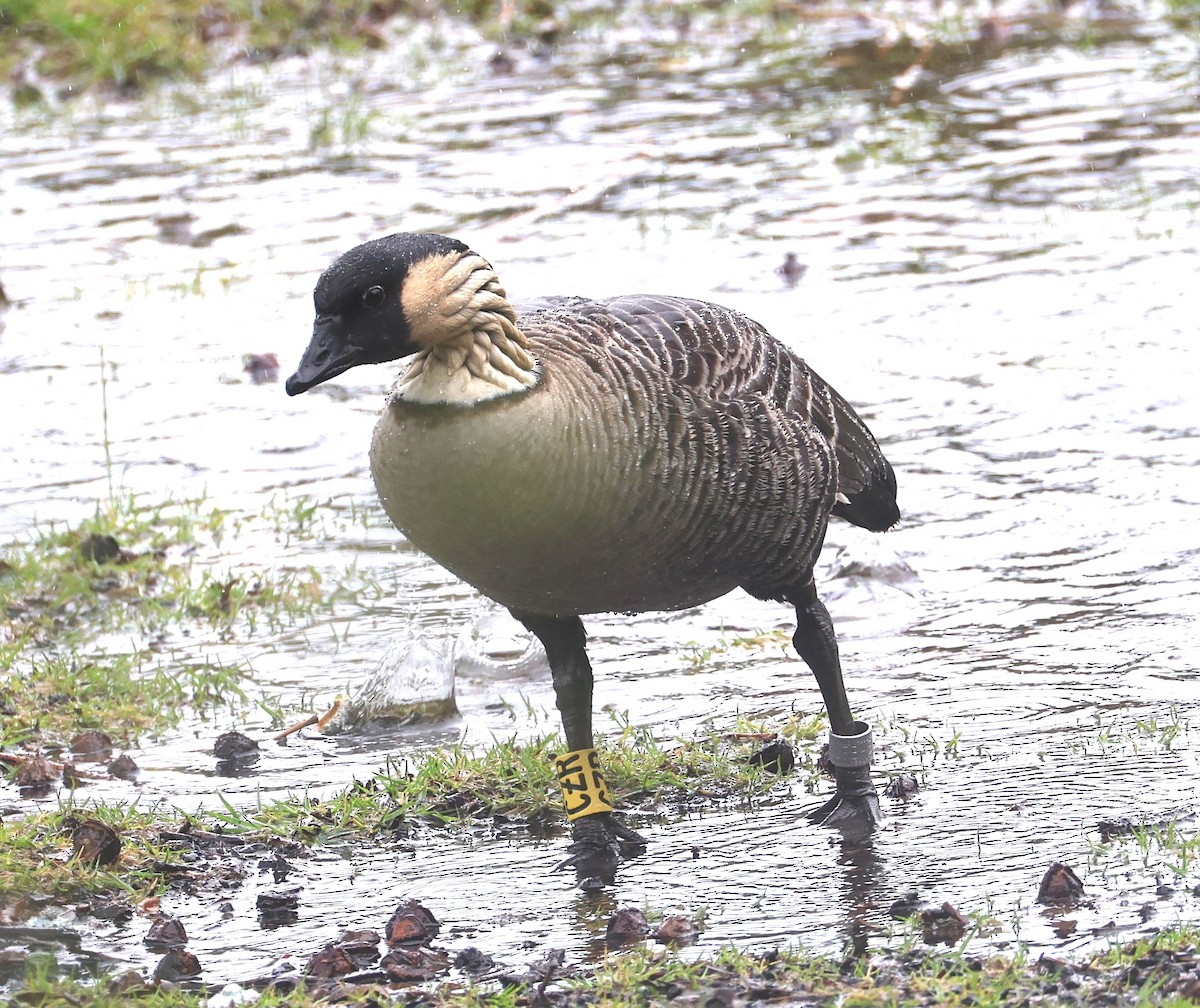 Hawaiian Goose - ML645233335