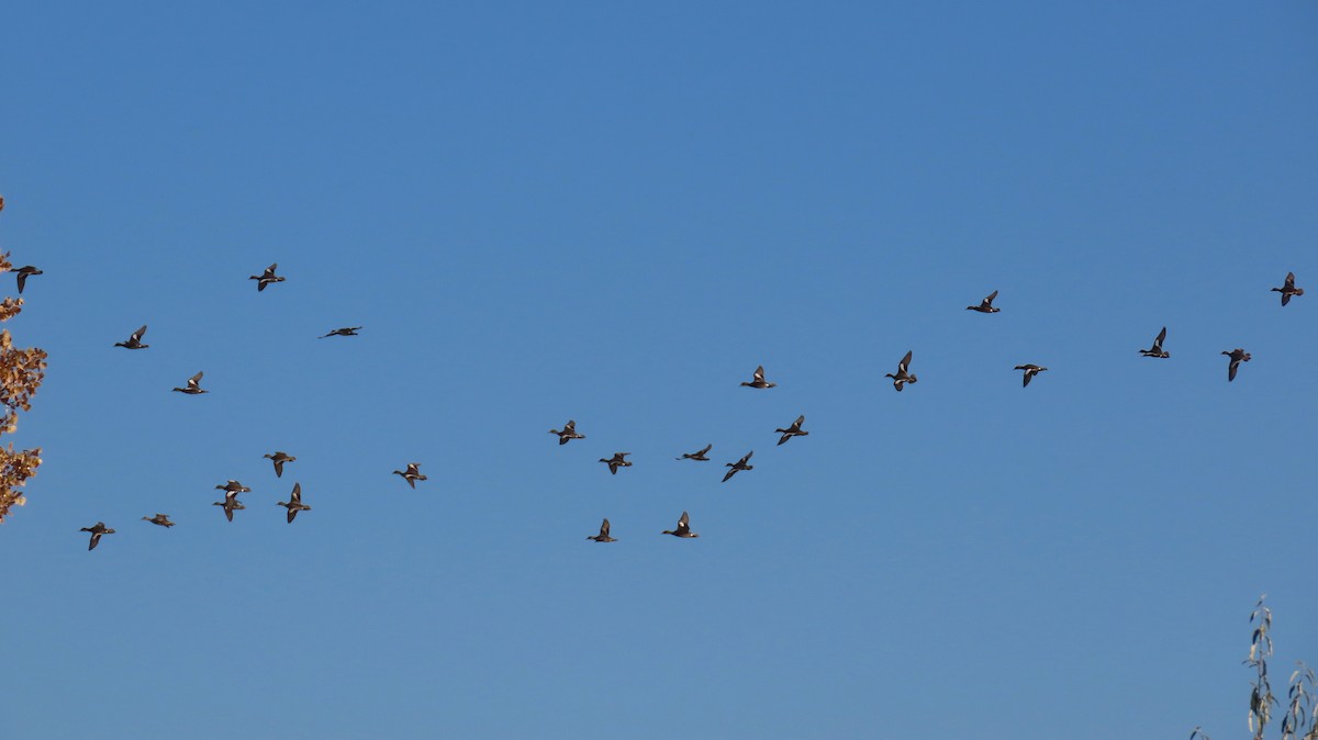 Серая утка - ML645233342