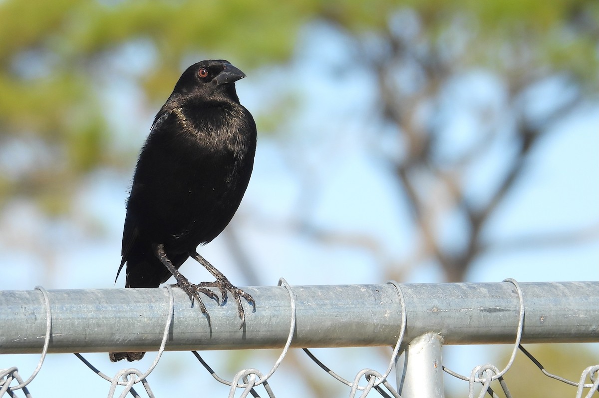 Bronzed Cowbird - ML645233345