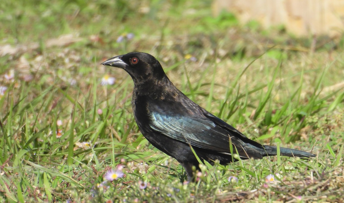 Bronzed Cowbird - ML645233346