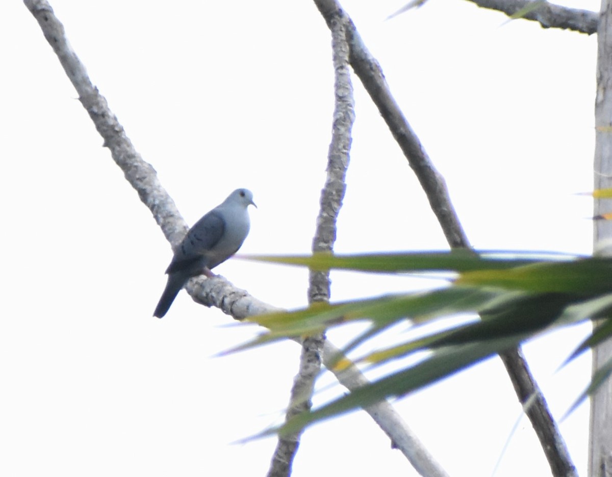 Blue Ground Dove - ML645233359