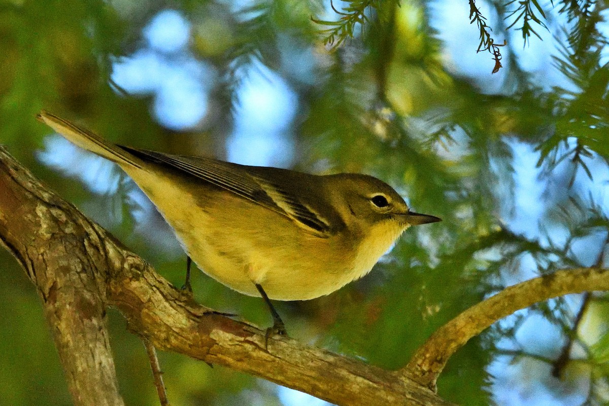 Kiefernwaldsänger - ML645233368