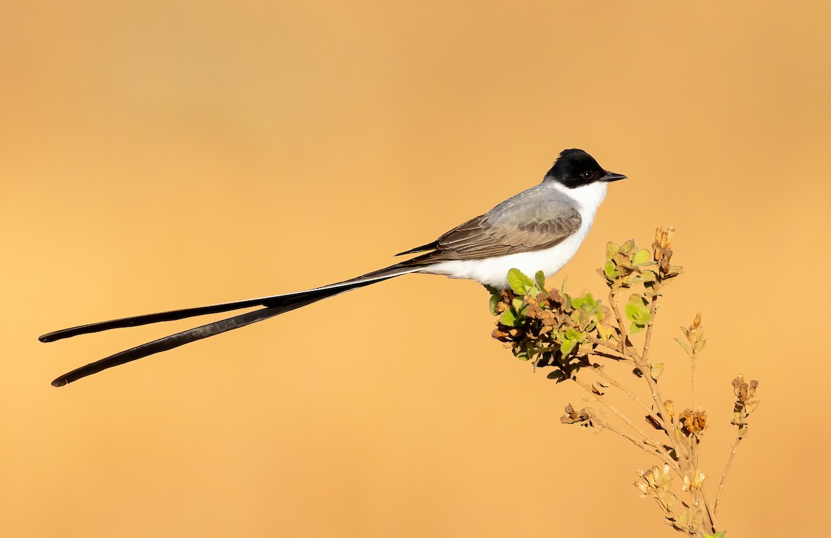 Fork-tailed Flycatcher - ML645233370